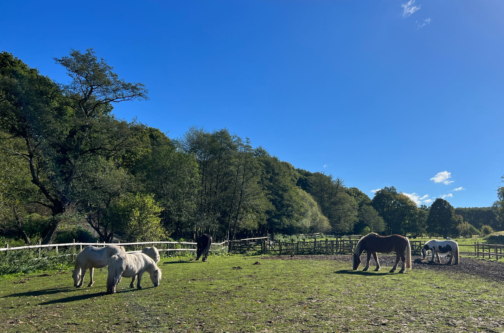 Spirit Of The Herd Pony Sanctuary